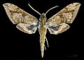 * Nomination Rhagastis lunata - Dorsal side. By User:Archaeodontosaurus --Olivier LPB 07:57, 8 May 2025 (UTC) * Promotion  Support Good quality. --Ermell 08:42, 8 May 2025 (UTC)