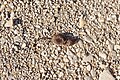 * Nomination A dead Long-tailed Shrew in the nature reserve Südliche Fröttmaninger Heide --FlocciNivis 16:59, 8 May 2025 (UTC) * Promotion  Support Good quality. --Jakubhal 03:49, 9 May 2025 (UTC)
