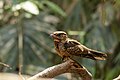 * Nomination Large-tailed nightjar (Caprimulgus macrurus), National Botanical Garden of Bangladesh. By User:TarikHasan70 --Moheen 12:58, 2 May 2025 (UTC) * Promotion Good quality. --Kritzolina 05:54, 7 May 2025 (UTC)