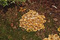 * Nomination Honey Mushroom the city fortifications in Lindau am Bodensee --FlocciNivis 16:59, 8 May 2025 (UTC) * Promotion  Support Good quality. --Jakubhal 03:50, 9 May 2025 (UTC)