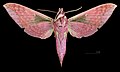 * Nomination Rhagastis gloriosa - Ventral side. By User:Archaeodontosaurus --Olivier LPB 07:57, 8 May 2025 (UTC) * Promotion  Support Good quality. --Ermell 08:42, 8 May 2025 (UTC)