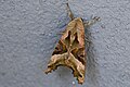 * Nomination: angle shades. --Romzig 18:51, 05 May 2025 (UTC) * Review As an image, this one is generally well done with one exception. Other category images of this moth, particularly the QI-rated ones, are sharp over all of the insect. This one is definitely soft in the tail area. Greater depth of field would help. --GRDN711 05:55, 9 May 2025 (UTC)
