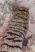 * Nomination Elephant trunkfish (Holothuria fuscopunctata), Zanzibar, Tanzania --Poco a poco 09:41, 2 May 2025 (UTC) * Promotion  Support Good quality. --Mike Peel 20:52, 8 May 2025 (UTC)
