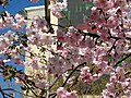 * Nomination: Prunus in flower in Saint Petersburg, Russia (new version, improved by Grunpfnul) --Екатерина Борисова 01:20, 2 May 2025 (UTC) * * Review needed