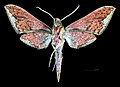 * Nomination Rhagastis lunata - △ Ventral side. By User:Archaeodontosaurus --Olivier LPB 07:57, 8 May 2025 (UTC) * Promotion  Support Good quality. --Ermell 08:42, 8 May 2025 (UTC)