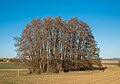 * Nomination: "Erlenbruch" ('alder swamp') natural monument near Unterhohenried --Plozessor 03:03, 5 May 2025 (UTC) * Review Pl. add description and CAT for the trees. Otherwise, good. --Tagooty 03:07, 5 May 2025 (UTC) @Tagooty: Thx for the hint, added a category for the trees to the category (!) and improved the image description. --Plozessor 05:08, 5 May 2025 (UTC)