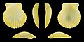 * Nomination Left valve of a Rough American Scallop, Lindapecten muscosus --Llez 04:49, 9 May 2025 (UTC) * Promotion  Support Good quality.--Famberhorst 04:56, 9 May 2025 (UTC)