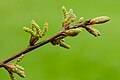 * Nomination Leaf and flower buds in development of a Quercus palustris (swamp oak) Focus stack of 53 photos. --Famberhorst 04:26, 9 May 2025 (UTC) * Promotion Good quality. --Llez 04:52, 9 May 2025 (UTC)