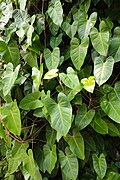 * Nomination: Philodendron hederaceum, Singapore Botanic Gardens. By User:Moheen --Moheen 18:54, 6 May 2025 (UTC) * * Review needed