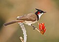 * Nomination: Red-whiskered bulbul (Pycnonotus jocosus), Satchari National Park, Bangladesh. By User:Ridoy moon --Atudu 01:29, 3 May 2025 (UTC) * Review It is a previously unassessed photo. Too soft for me. --Lvova 16:09, 3 May 2025 (UTC)