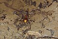 * Nomination An European Hornet at a pond in the nature reserve Döberitzer Heide --FlocciNivis 16:39, 29 April 2025 (UTC) * Promotion  Support Good quality. --Plozessor 04:11, 8 May 2025 (UTC)