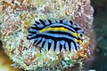 * Nomination: Sea slug (Phyllidia marindica), Zanzibar, Tanzania --Poco a poco 12:07, 4 May 2025 (UTC) * * Review needed