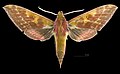 * Nomination Rhagastis gloriosa - Dorsal side. By User:Archaeodontosaurus --Olivier LPB 07:57, 8 May 2025 (UTC) * Promotion  Support Good quality. --Ermell 08:42, 8 May 2025 (UTC)