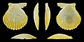 * Nomination Right valve of a Rough American Scallop, Lindapecten muscosus --Llez 05:00, 8 May 2025 (UTC) * Promotion  Support Good quality. --Petro Stelte 05:08, 8 May 2025 (UTC)