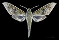 * Nomination Rhagastis confusa - Dorsal side. By User:Archaeodontosaurus --Olivier LPB 07:57, 8 May 2025 (UTC) * Promotion  Support Good quality. --Petro Stelte 08:19, 8 May 2025 (UTC)