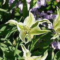 * Nomination Tulipa cultivar "Green Star" in the botanical garden in Munich, Germany --Kritzolina 05:28, 30 April 2025 (UTC) * Promotion  Support Good quality. --Plozessor 04:12, 8 May 2025 (UTC)