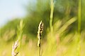 * Nomination: An Oblong Running Spider on Orchard Grass in the nature reserve Südliche Fröttmaninger Heide --FlocciNivis 17:02, 6 May 2025 (UTC) * * Review needed