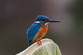 * Nomination: Common_Kingfisher_on_a_Banana_Leaf.By User:Rafatwiki1995 --Atudu 01:34, 3 May 2025 (UTC) * Review Lacking detail in the feathers. Is higher quality available? --Tagooty 03:49, 3 May 2025 (UTC)