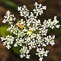 * Nomination A Red Pine Longhorn Beetle on a flower in the nature reserve Südliche Fröttmaninger Heide --FlocciNivis 16:59, 8 May 2025 (UTC) * Decline  Oppose All flowers are not sharp and blown out. --Екатерина Борисова 00:11, 9 May 2025 (UTC)
