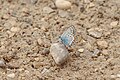 * Nomination A Northern Blue in the protected landscape area Freisinger Moos und Echinger Gfild, South of the Garchinger Heide --FlocciNivis 18:01, 4 May 2025 (UTC) * Promotion  Support Good quality. --Lvova 19:45, 7 May 2025 (UTC)