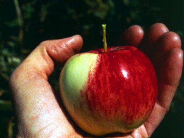 File:95apple.jpeg