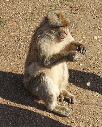 Macaca sylvanus in Michlifen