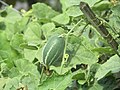 Pointed gourd