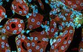 Mouse Kidney; featured picture