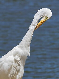 Eastern great egret (Ardea alba modesta) stretching its neck and preening
