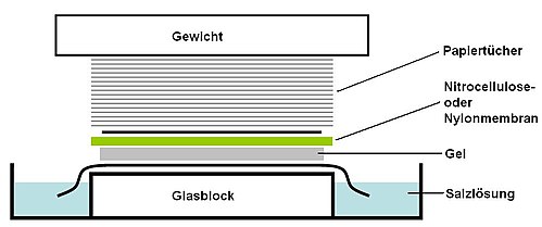 JPEG image (Southern blot)
