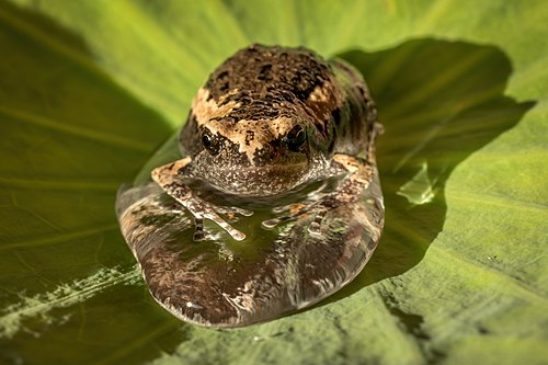 Juvenile Kaloula in a drop of water on a Sacred lotus leaf