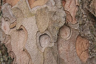 greyish red, cardboardy-flaky bark