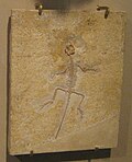 Homeosaurus maxmillani