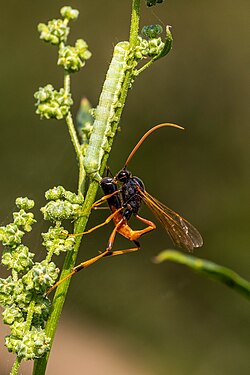 Eine parasitische Sichelwespe (Therion circumflexum) bei der Eiablage in eine Raupe
