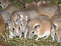 Arabian Spiny Mouse