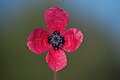 Papaver hybridum, Port de Pollença, Majorca