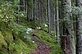 National Park Schwarzwald March in 2020