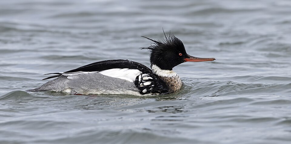 A drake Red-breasted Merganser in the Barnegat Inlet.