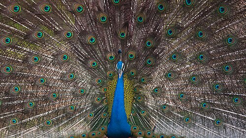 Indian Peacock courtship display at Pench national park, Maharashtra.