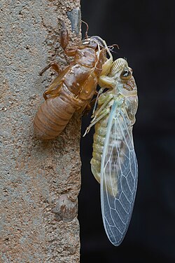 Cicadidae Dundubia (cicada) standing next to its exuvia, immediately after moulting.