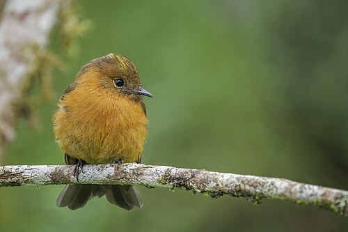 Cinnamon flycatcher (Pyrrhomyias cinnamomeus pyrrhopterus)