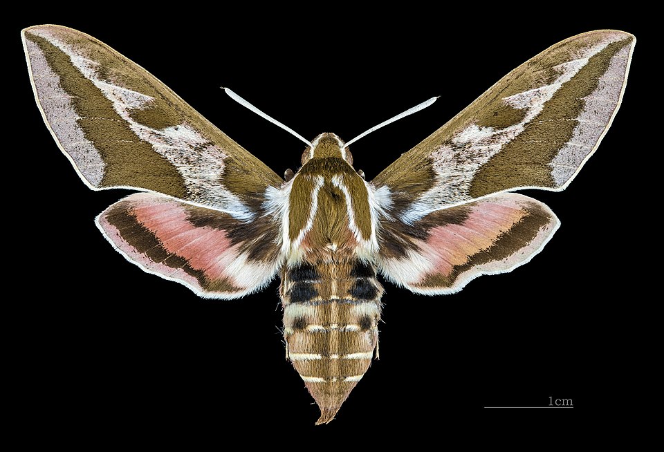 Female dorsal