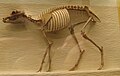Hypertragulus calcaratus