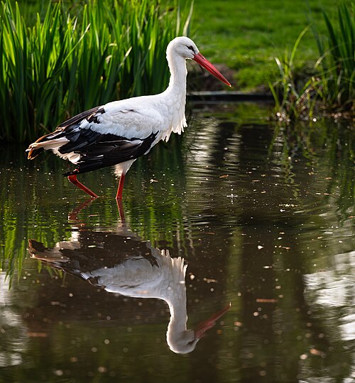White stork in bird park Vogelpark Marlow wading through a pond