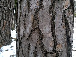 thickened "shield" bark shows age, it develops at about 100 years at the earliest when the trunk's growth slows down