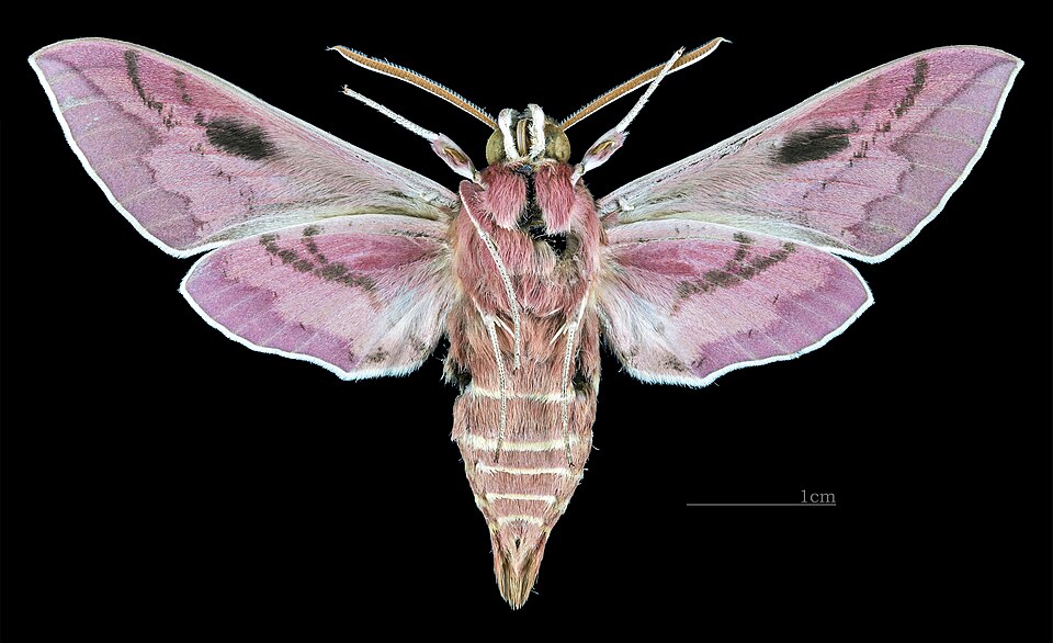 Male ventral