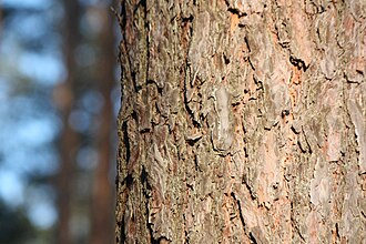 thicker, still flaky bark, with hints of red between the scales