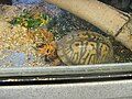 Tilly the eastern box turtle