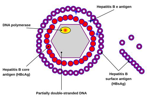 SVG (11 kB but issue with DNA needs resolution)