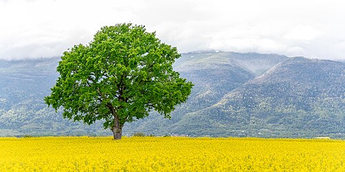 English oak standing in the middle of a rapeseed field with the Jura Mountains background. Versonnex (Ain), France.